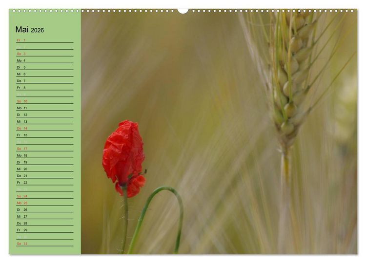 Produktbild: Mohnblumen Tr&auml;ume (Wandkalender 2026 DIN A2 quer), CALVENDO Monatskalender