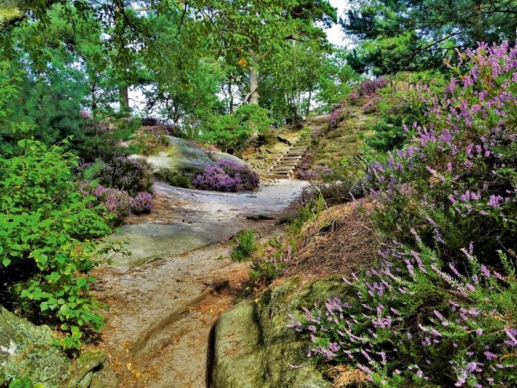 Produktbild: Heidebl&uuml;te auf dem Rauenstein (Puzzle)