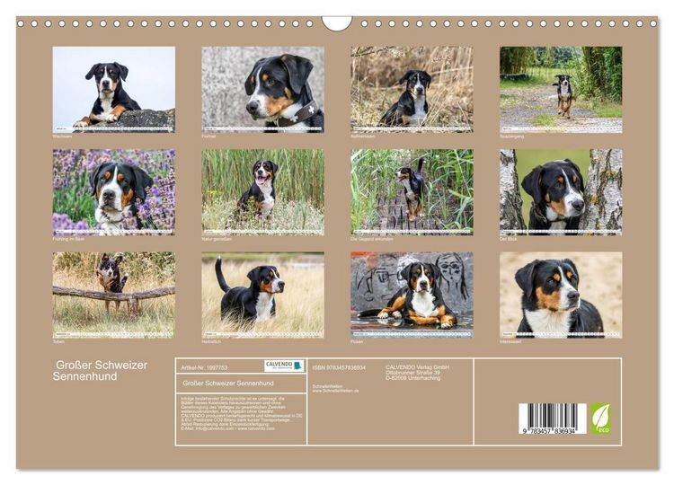 Produktbild: Gro&szlig;er Schweizer Sennenhund (Wandkalender 2026 DIN A3 quer), CALVENDO Monatskalender