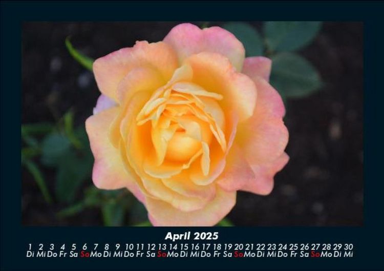 Produktbild: Rosentraum 2025 Fotokalender DIN A5
