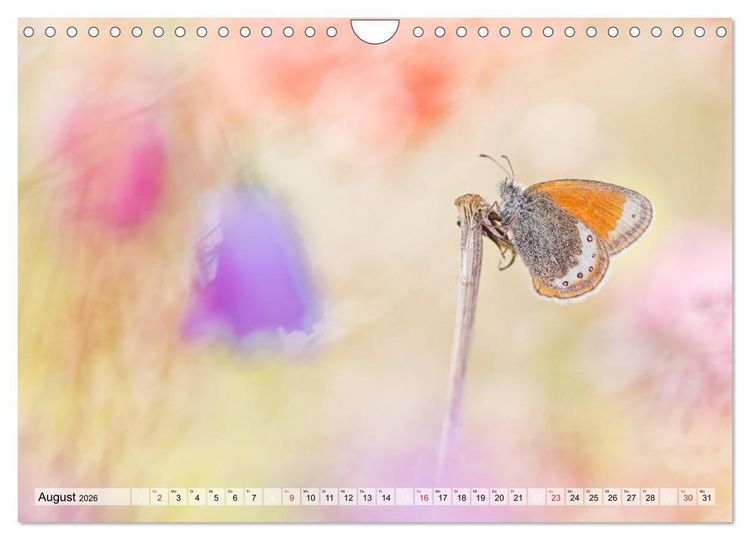 Produktbild: Magie der Schmetterlinge (Wandkalender 2026 DIN A4 quer), CALVENDO Monatskalender