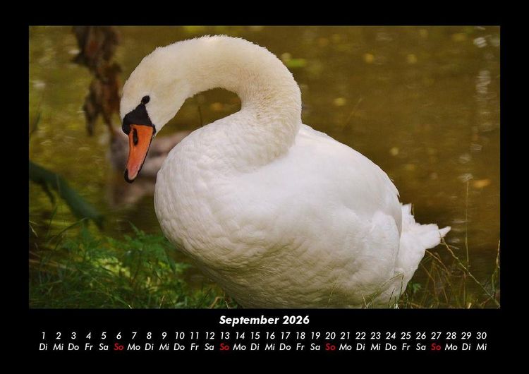 Produktbild: Welt der V&ouml;gel 2026 Fotokalender DIN A3