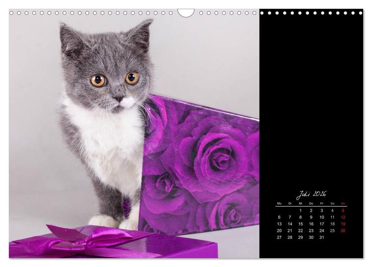Produktbild: Britisch Kurzhaar Katzen (Wandkalender 2026 DIN A3 quer), CALVENDO Monatskalender