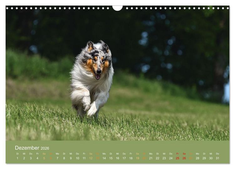 Produktbild: Fantastische Collies - Sieger der Herzen (Wandkalender 2026 DIN A3 quer), CALVENDO Monatskalender