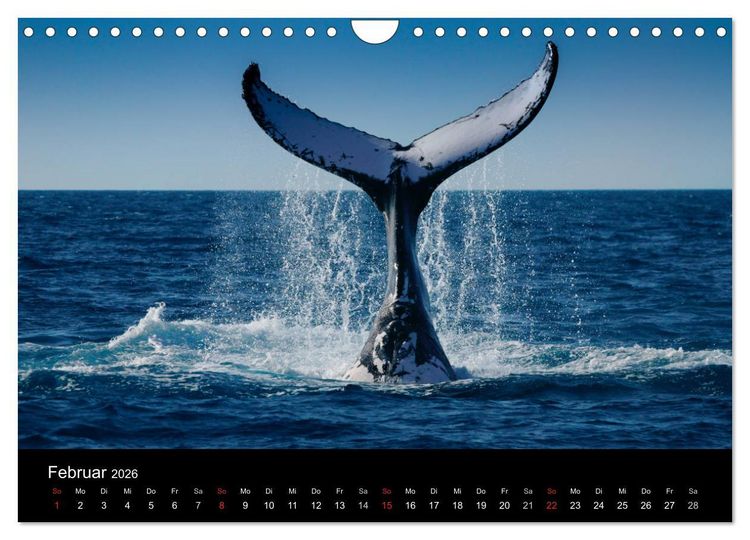 Produktbild: Wildes Australien - Naturparadies 5. Kontinent (Wandkalender 2026 DIN A4 quer), CALVENDO Monatskalender
