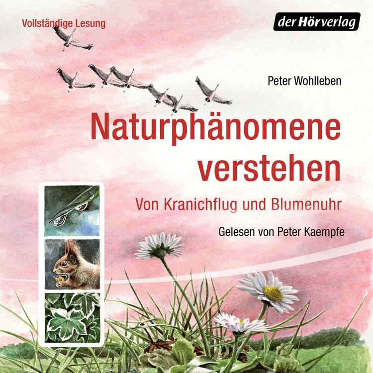 Produktbild: Naturph&auml;nomene verstehen
