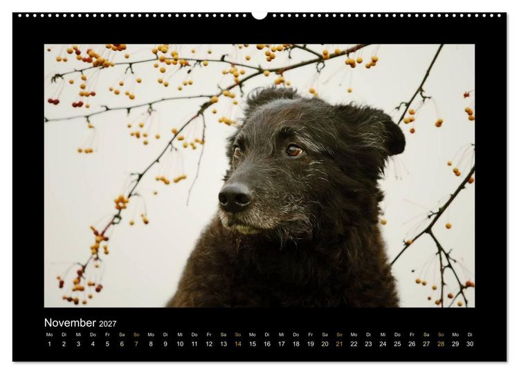 Produktbild: MIXlinge (hochwertiger Premium Wandkalender 2027 DIN A2 quer), Kunstdruck in Hochglanz