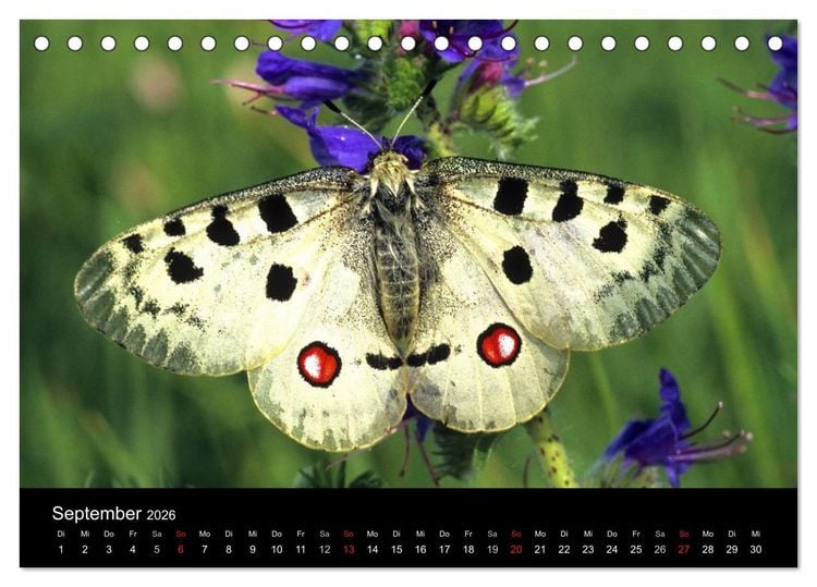 Produktbild: Schmetterlinge (Tischkalender 2026 DIN A5 quer), CALVENDO Monatskalender