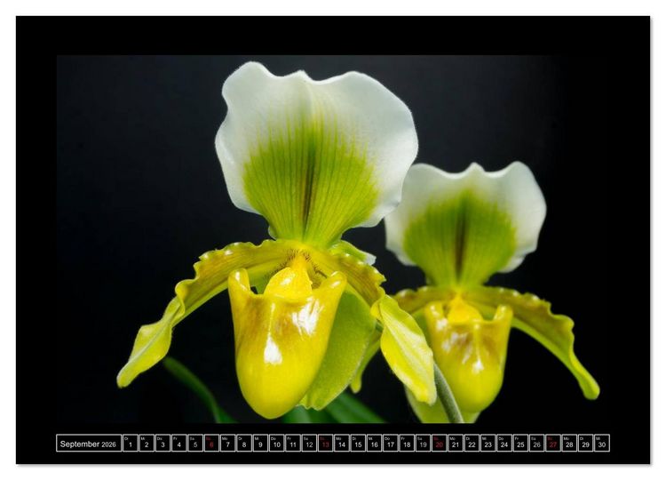 Produktbild: Frauenschuhe - die sch&ouml;nsten Orchideen der Welt (Wandkalender 2026 DIN A4 quer), CALVENDO Monatskalender