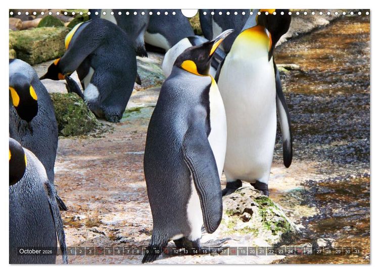 Produktbild: Penguins Unique and amazing birds (Wall Calendar 2026 DIN A3 landscape), CALVENDO 12 Month Wall Calendar