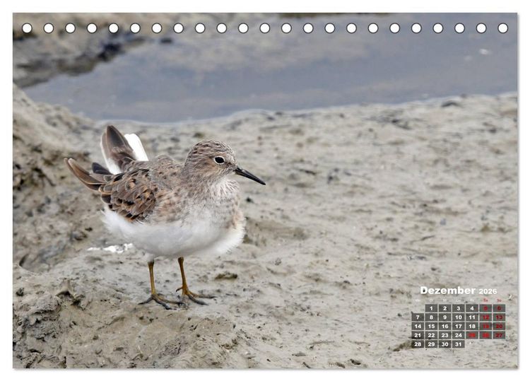 Produktbild: Limikolen - Watv&ouml;gel Europas (Tischkalender 2026 DIN A5 quer), CALVENDO Monatskalender