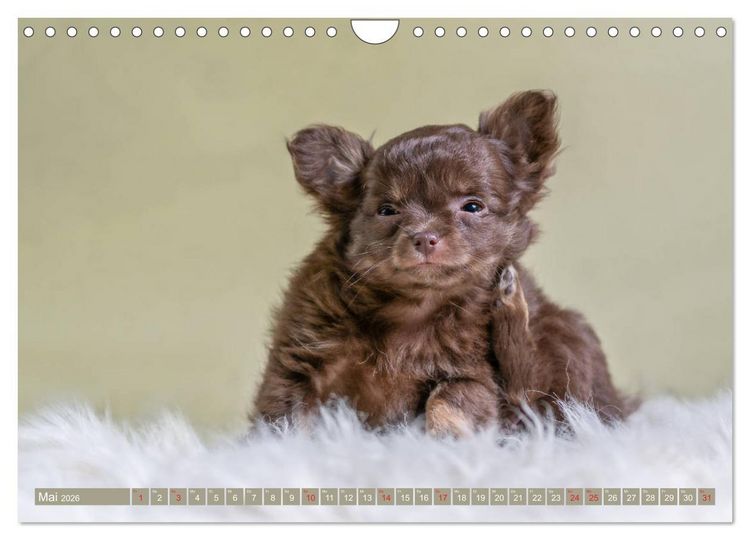 Produktbild: Chihuahua-Babys - Amy und Angel im Studio (Wandkalender 2026 DIN A4 quer), CALVENDO Monatskalender
