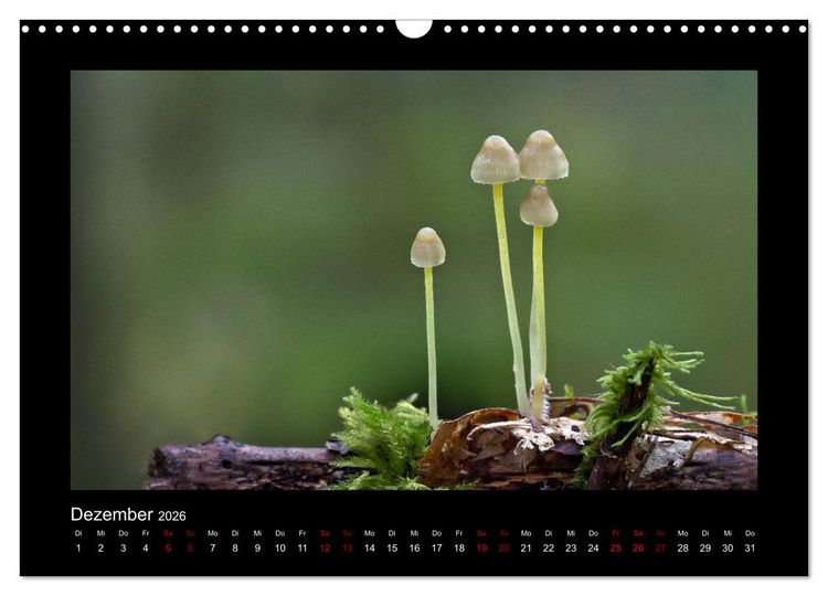 Produktbild: Pilzgalerie - Heimische Pilze aus der Region Rheinland-Pfalz (Wandkalender 2026 DIN A3 quer), CALVENDO Monatskalender