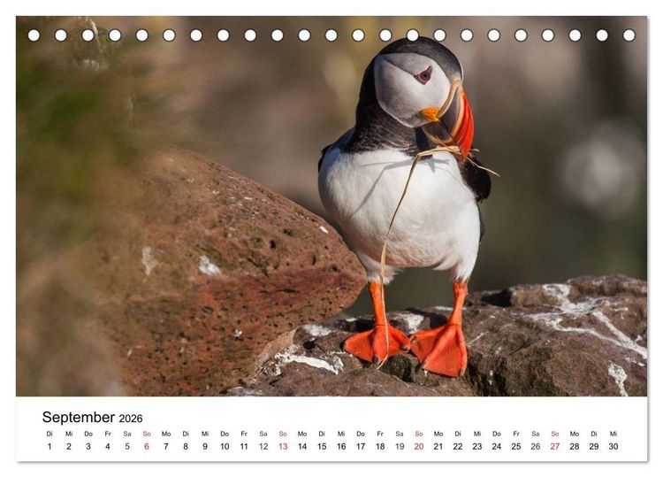 Produktbild: Papageitaucher: Puffin - Lundi - Fratercula arctica (Tischkalender 2026 DIN A5 quer), CALVENDO Monatskalender