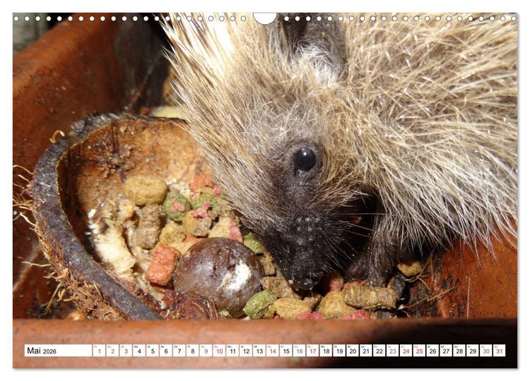 Produktbild: Igeleien - Begegnungen mit hungrigen Igeln (Wandkalender 2026 DIN A3 quer), CALVENDO Monatskalender