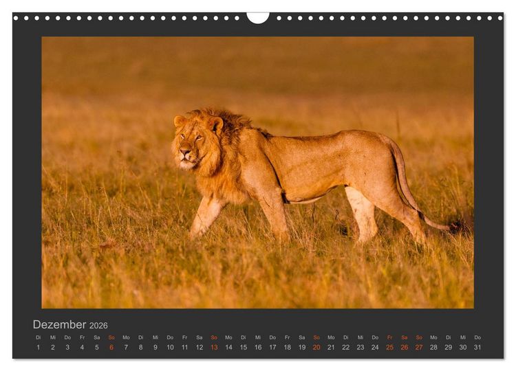 Produktbild: L&ouml;wen Wildlife-Fotografien (Wandkalender 2026 DIN A3 quer), CALVENDO Monatskalender