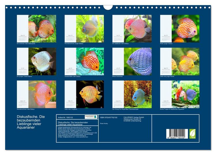 Produktbild: Diskusfische. Die bezaubernden Lieblinge vieler Aquarianer (Wandkalender 2026 DIN A3 quer), CALVENDO Monatskalender