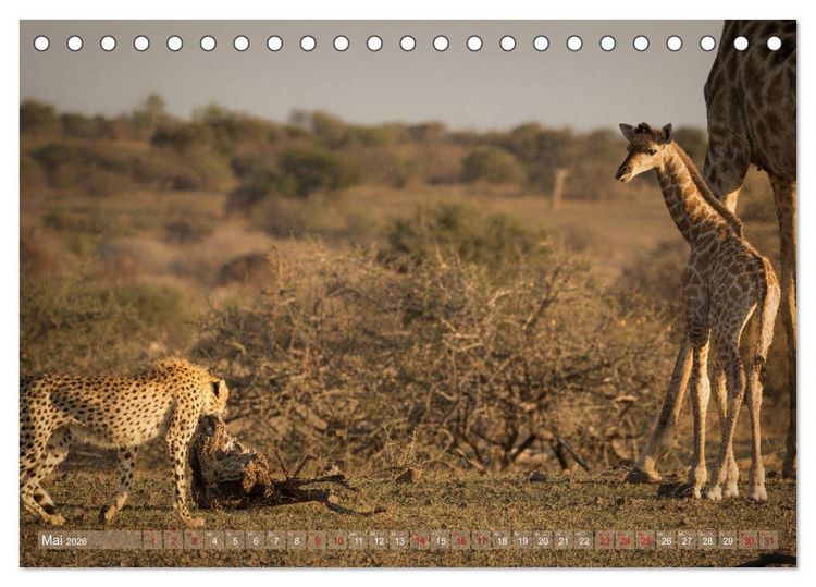 Produktbild: Geparden - Die Sch&ouml;nheiten Afrikas (Tischkalender 2026 DIN A5 quer), CALVENDO Monatskalender