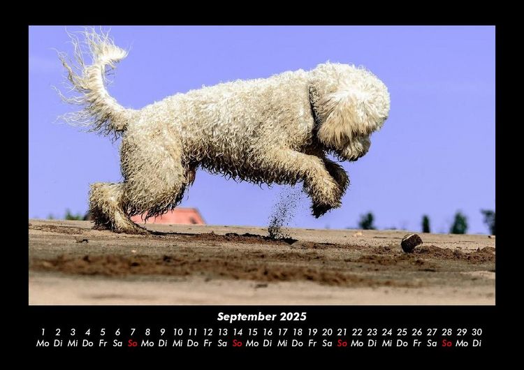 Produktbild: Der Hundekalender 2025 Fotokalender DIN A3