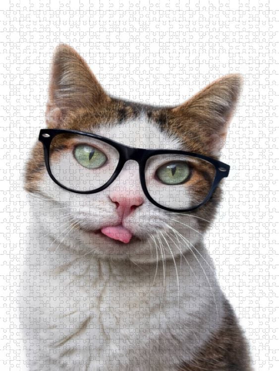 Produktbild: CALVENDO Puzzle Ein Motiv aus dem Kalender Crazy Catz. | 1000 Teile Lege-Gr&ouml;&szlig;e 64x48cm Foto-Puzzle f&uuml;r gl&uuml;ckliche Stunden