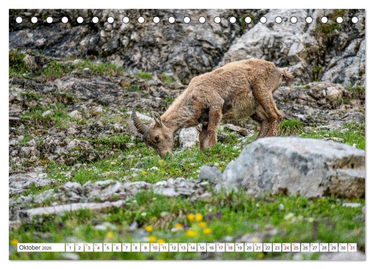 Produktbild: Steinb&ouml;cke - Majest&auml;tische Tiere der Alpen (Tischkalender 2026 DIN A5 quer), CALVENDO Monatskalender
