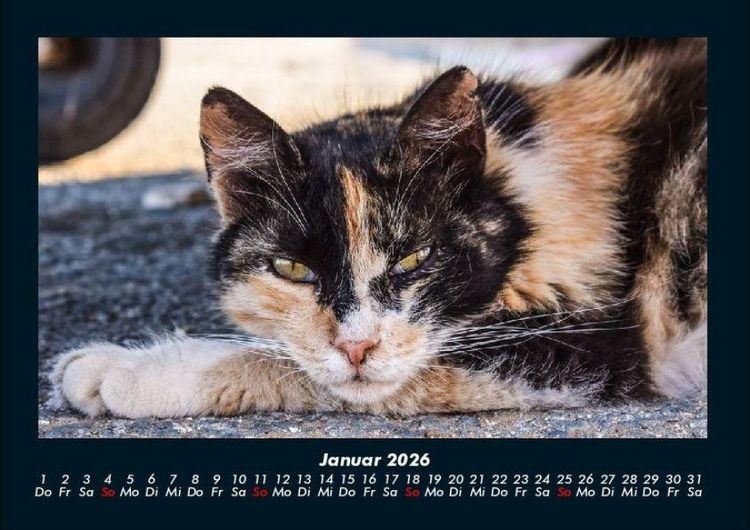 Produktbild: F&uuml;r Katzenfreunde 2026 Fotokalender DIN A4