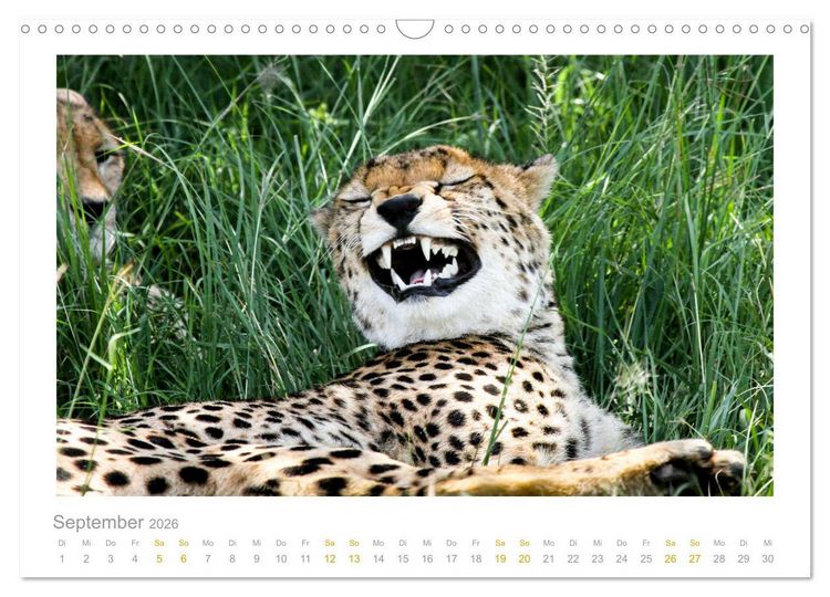 Produktbild: Ein L&auml;cheln f&uuml;r die Tierwelt (Wandkalender 2026 DIN A3 quer), CALVENDO Monatskalender