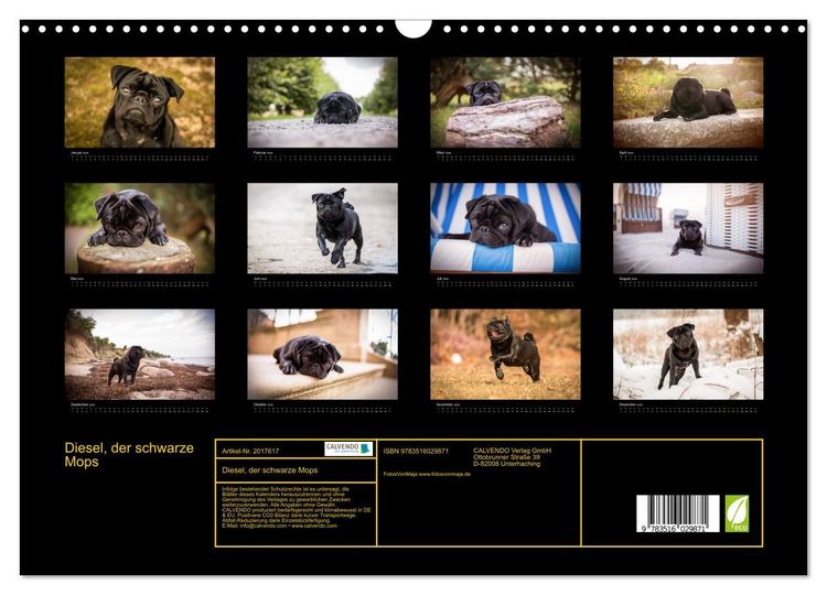 Produktbild: Diesel, der schwarze Mops (Wandkalender 2026 DIN A3 quer), CALVENDO Monatskalender
