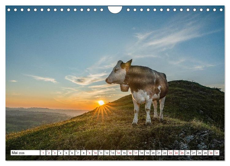 Produktbild: Kuhle Typen (Wandkalender 2026 DIN A4 quer), CALVENDO Monatskalender