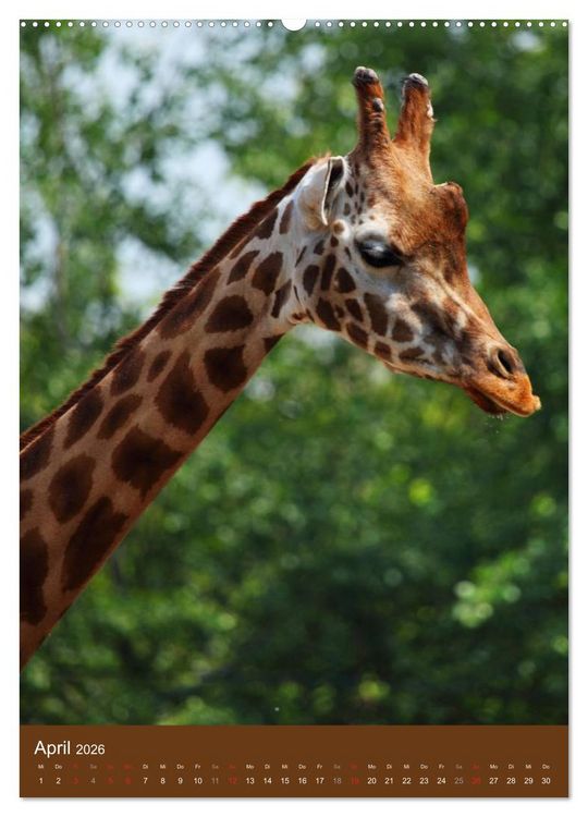 Produktbild: Giraffen (hochwertiger Premium Wandkalender 2026 DIN A2 hoch), Kunstdruck in Hochglanz