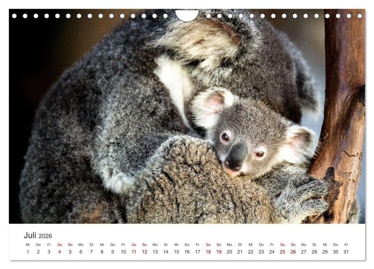 Produktbild: Knuffige Koalab&auml;ren (Wandkalender 2026 DIN A4 quer), CALVENDO Monatskalender