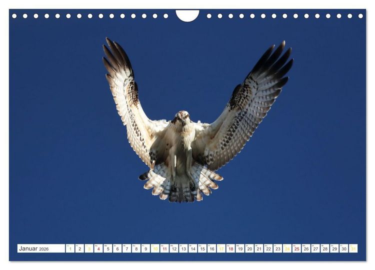 Produktbild: Fischadler - Meister des Sturzfluges (Wandkalender 2026 DIN A4 quer), CALVENDO Monatskalender