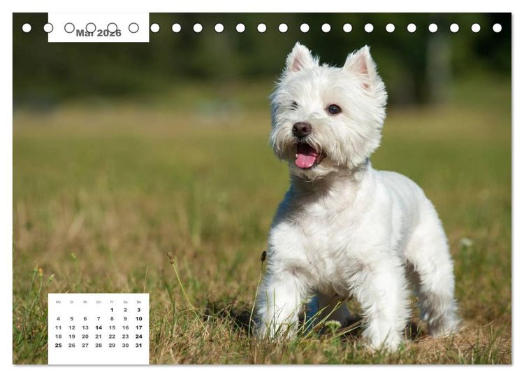 Produktbild: Rassehunde (Tischkalender 2026 DIN A5 quer), CALVENDO Monatskalender