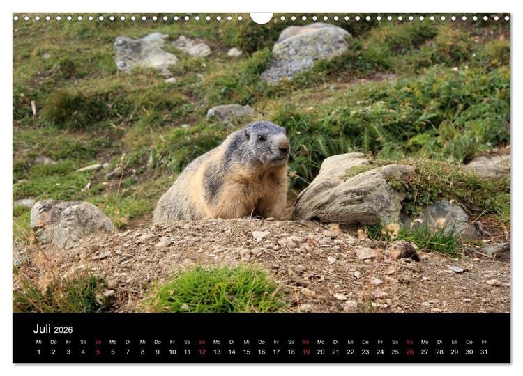 Produktbild: Murmeltiere (Wandkalender 2026 DIN A3 quer), CALVENDO Monatskalender