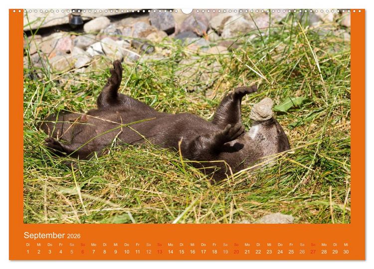 Produktbild: Tierkinder (hochwertiger Premium Wandkalender 2026 DIN A2 quer), Kunstdruck in Hochglanz