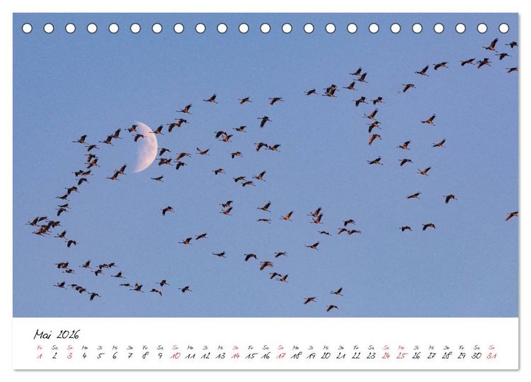 Produktbild: Kraniche am Schlafplatz - im Naturparadies der Mecklenburgischen Seenplatte (Tischkalender 2026 DIN A5 quer), CALVENDO Monatskalender
