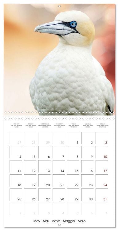 Produktbild: Wonderful Birds (Wall Calendar 2026 12 &times; 12 Inch) CALVENDO 12 Month Wall Calendar