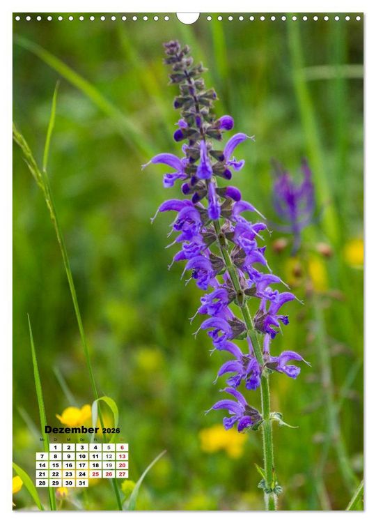 Produktbild: Zauber der Natur - Heimische Orchideen und Wiesenblumen (Wandkalender 2026 DIN A3 hoch), CALVENDO Monatskalender