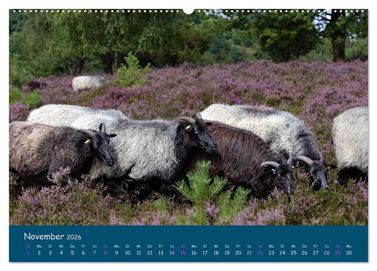 Produktbild: Heidschnucken, die pr&auml;chtigen Schafe der L&uuml;neburger Heide (hochwertiger Premium Wandkalender 2026 DIN A2 quer), Kunstdruck in Hochglanz