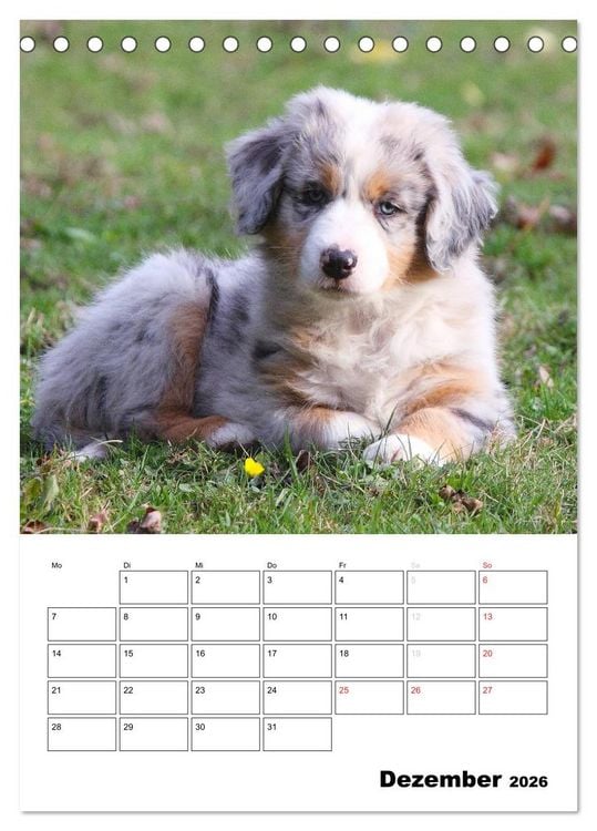Produktbild: Australian Shepherd (Tischkalender 2026 DIN A5 hoch), CALVENDO Monatskalender