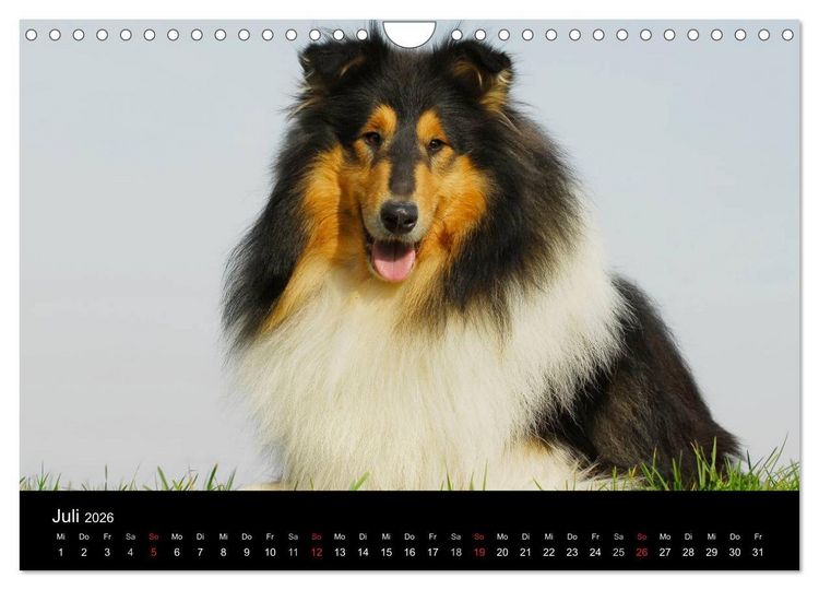 Produktbild: Faszination Collie 2026 (Wandkalender 2026 DIN A4 quer), CALVENDO Monatskalender