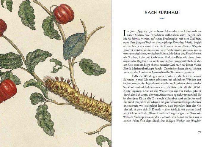Produktbild: Maria Sibylla Merians Reise zu den Schmetterlingen