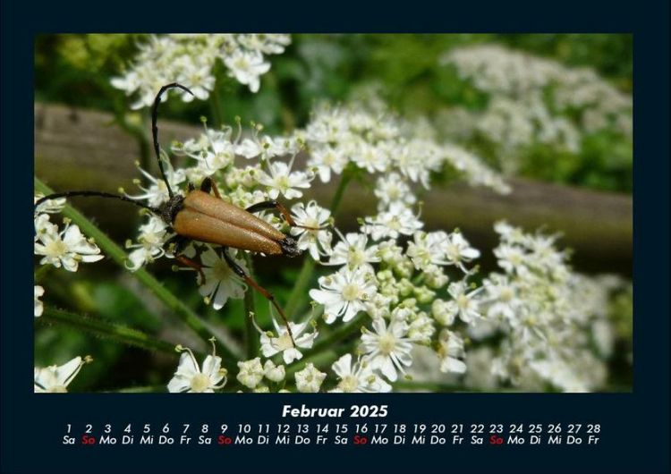 Produktbild: K&auml;fer 2025 Fotokalender DIN A4