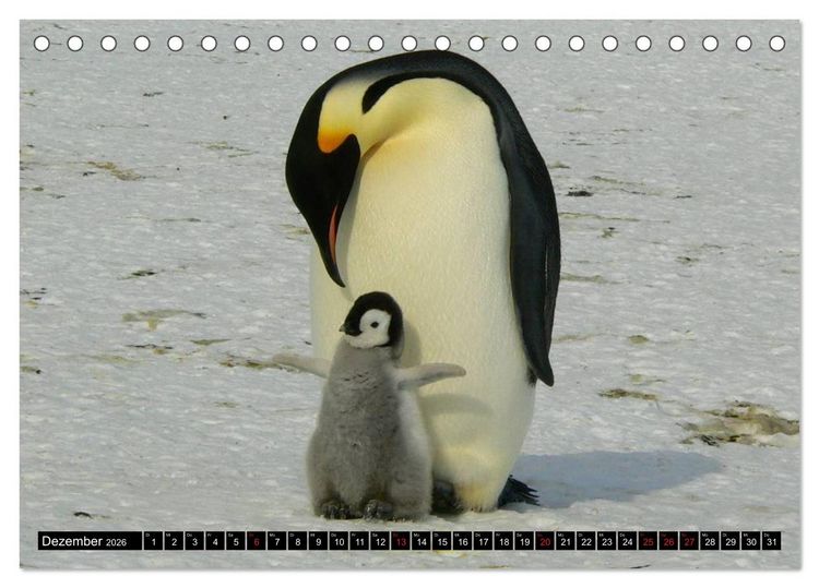 Produktbild: Pinguine - Watscheln im festlichen Kleid (Tischkalender 2026 DIN A5 quer), CALVENDO Monatskalender
