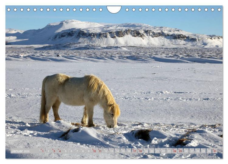 Produktbild: Islandpferde - Die tierischen Stars der Insel (Wandkalender 2026 DIN A4 quer), CALVENDO Monatskalender