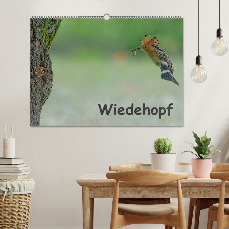 Produktbild: Wiedehopf (Wandkalender 2026 DIN A2 quer), CALVENDO Monatskalender