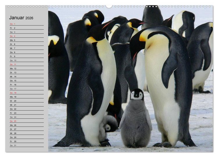 Produktbild: Pinguine - Watscheln im festlichen Kleid (hochwertiger Premium Wandkalender 2026 DIN A2 quer), Kunstdruck in Hochglanz