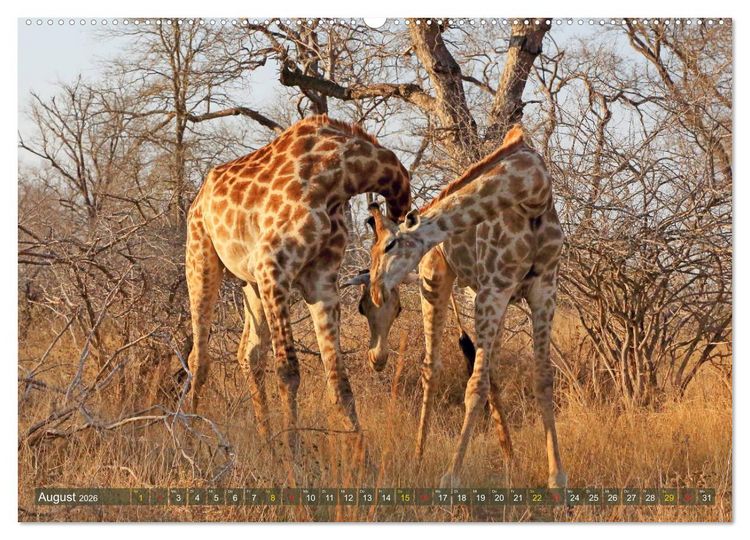 Produktbild: Giraffen - Sanftheit und Anmut (hochwertiger Premium Wandkalender 2026 DIN A2 quer), Kunstdruck in Hochglanz