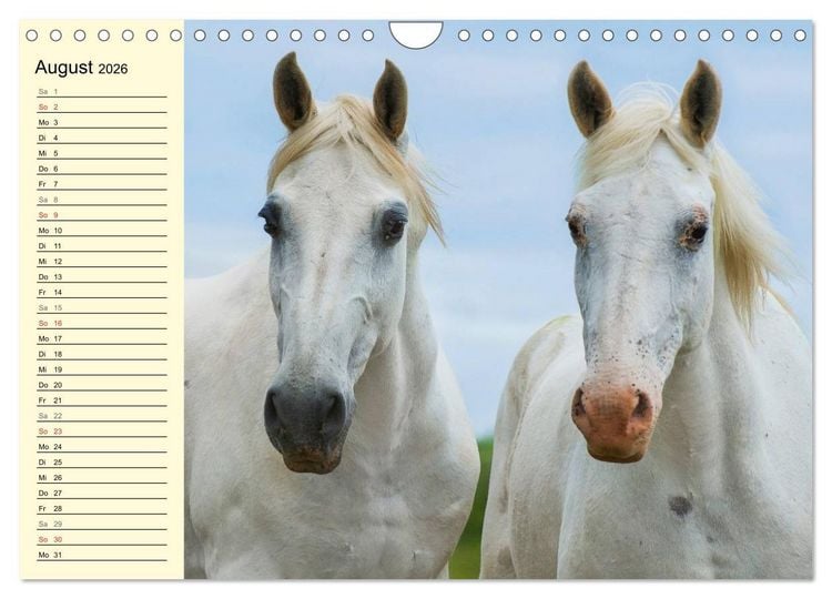 Produktbild: Traumpferd Lipizzaner (Wandkalender 2026 DIN A4 quer), CALVENDO Monatskalender