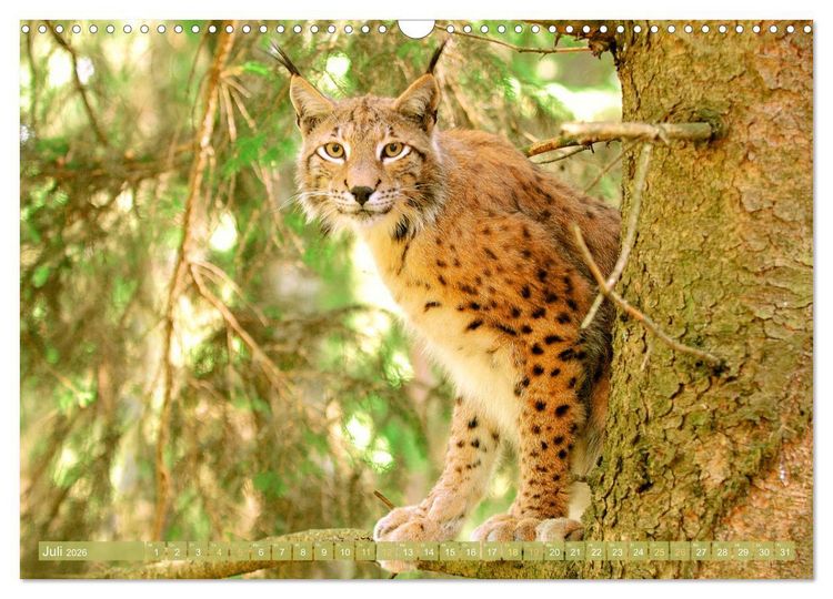 Produktbild: Dem Luchs auf der Spur (Wandkalender 2026 DIN A3 quer), CALVENDO Monatskalender